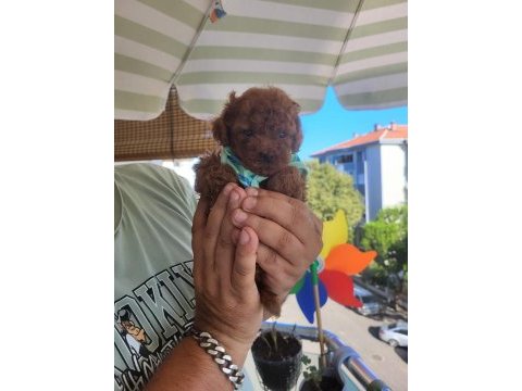 Korekan poodle mükemmel güzellikte