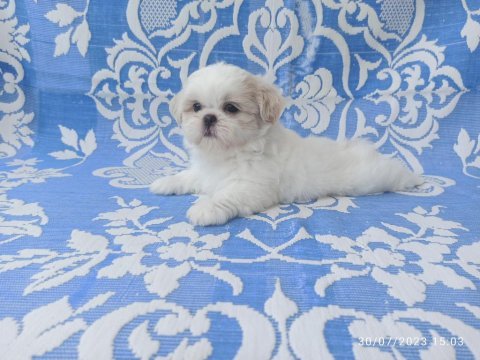 12 haziran doğumlu mini erkek shih tzu bebekler