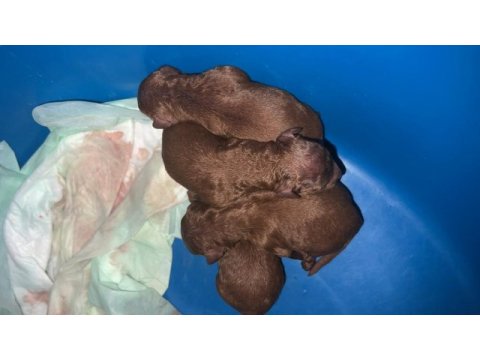 Poodle evimizin neşeleri size neşe katmak için hazırlar