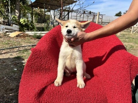 Japon akita inu