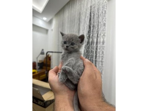1.5 aylık yavru british shorthair