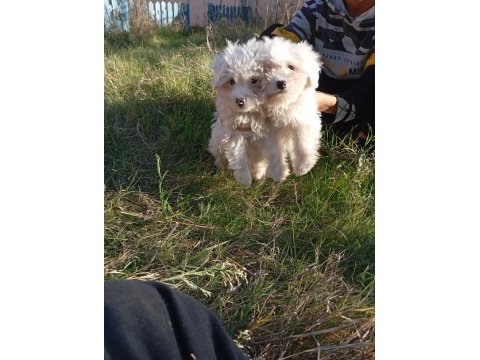 Uygun bütçeli havanese yavrular 0 numara
