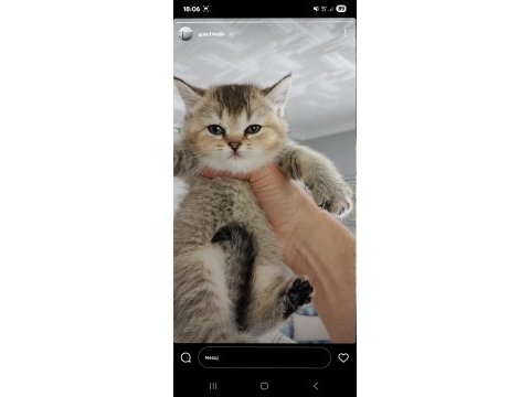 British shorthair yavrular