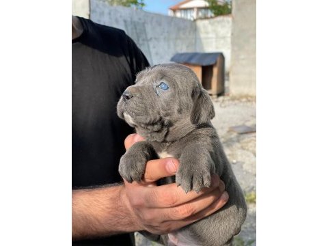 Cane corso blue ve black