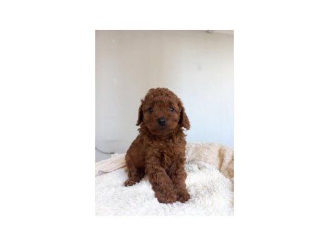 Kore kan poodle sahiplendirme