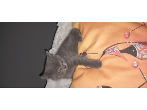 Safkan scottish fold