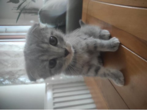 Beyaz ve gri 3,5 aylık erkek british shorthair yavrular