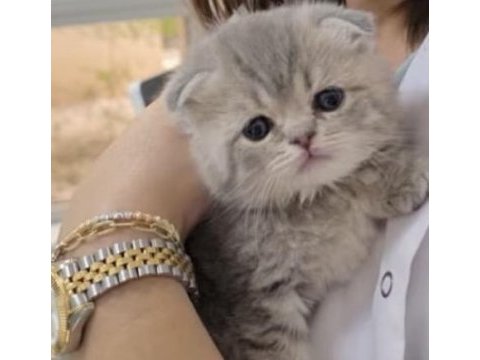 Rezerve açık scottish fold