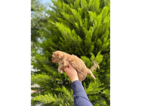 Tea cup maltipoo yavrularımız