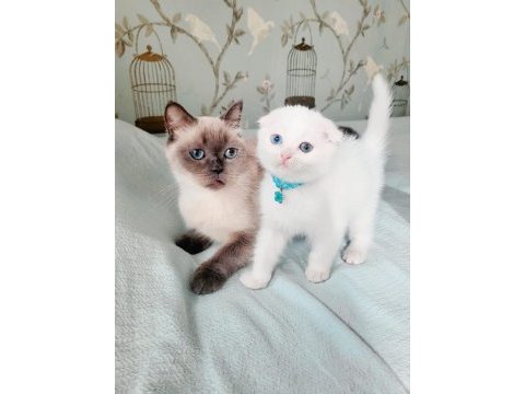 Minnoş gözlü bebek scottish fold