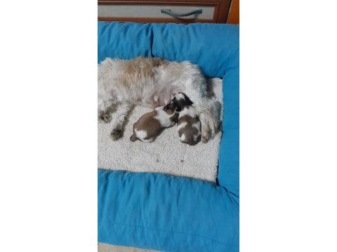 0 burun tüy dökmez koku yapmaz a kalite shih tzu yavrular