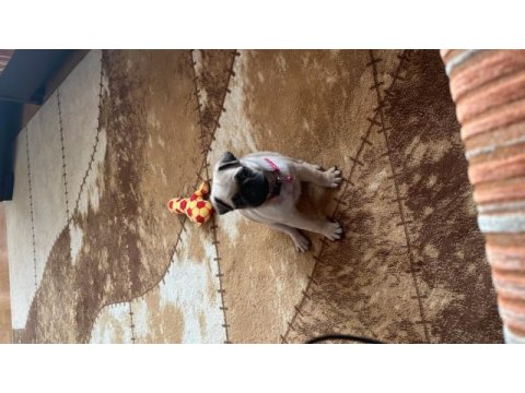 45 günlük krem dişi pug mops