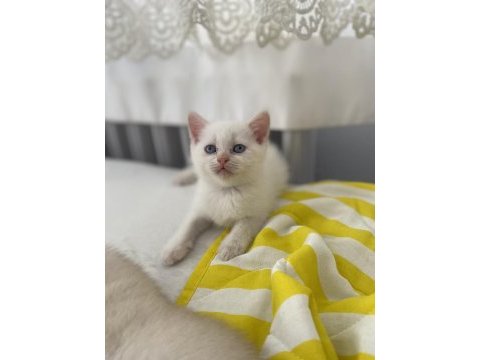 Blue point yavrularımız yuvalarını arıyor