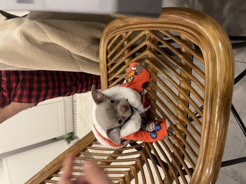 Elma küt burun chihuahua