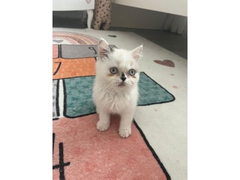 Exotic shorthair safkan
