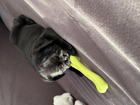 2 aylık pug