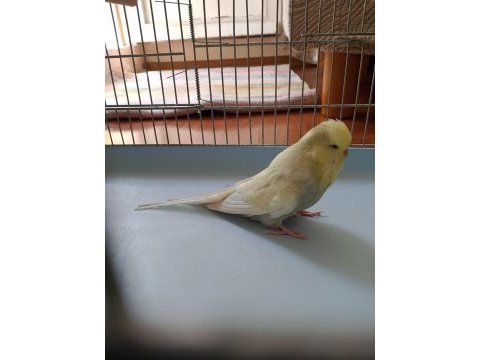İnce show jumbo jumbo yerli muhabbet kuşu satılık