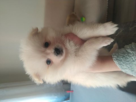 2 aylık pomeranian yavrularım acil satılık