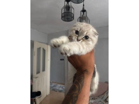 Son dişi scottish fold yavrumuz