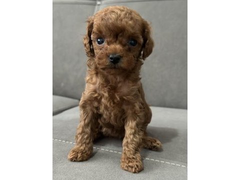 Dişi teacup kore poodle