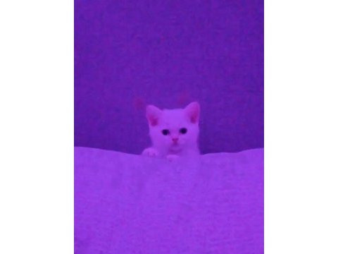 British longhair cinsi kedimiz