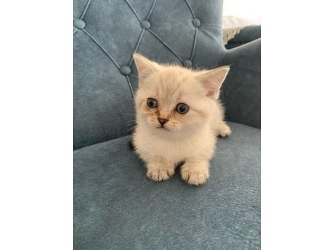 British shorthair yavrumuz yeni ailesini arıyor