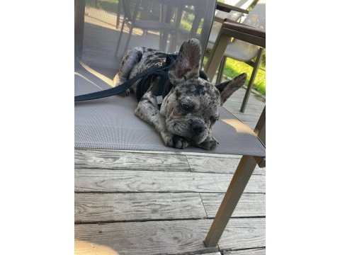French bulldog merle erkek yavru