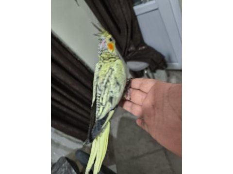 Sultan papağanı yavruları 2 aylık