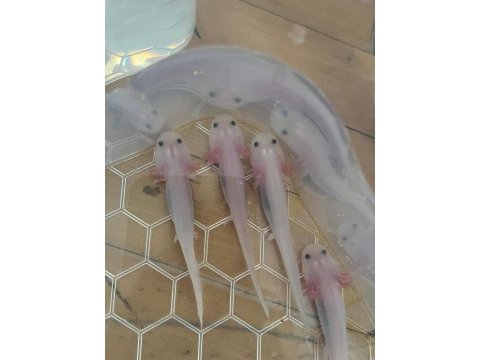 Axolotl semender istanbul içi elden teslim