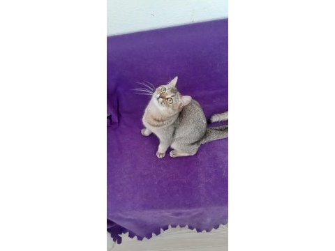 Golden british shorthair