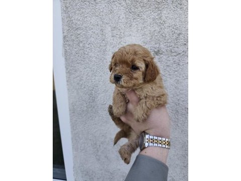 Boy kilo garantili maltipoo yavrular izmit