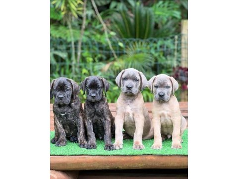 Türkiyenin en güvenilir çiftliğinden cane corso