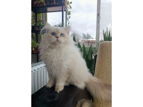 11 aylık erkek british longhair golden point