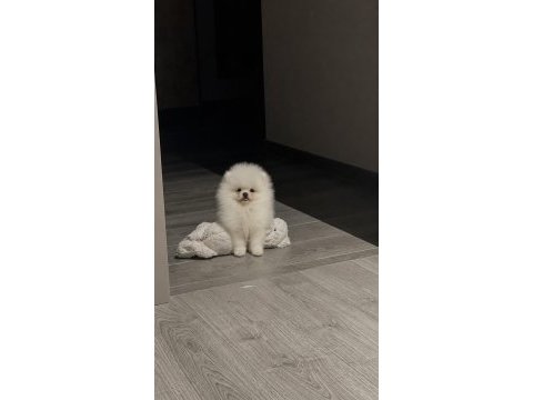 Pomeranian yavru