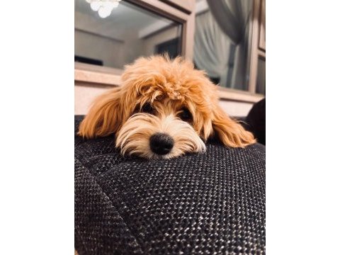 1 yaşında tuvalet eğitimli sütlü karamel renk maltipoo