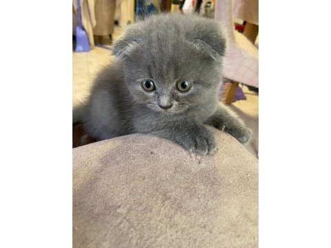 Masrafına scottish fold