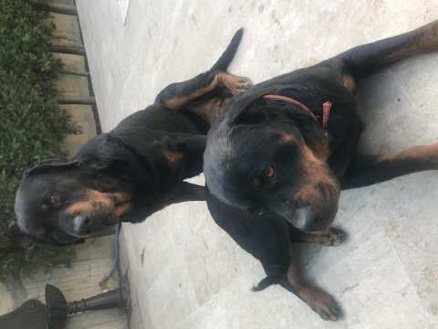 Safkan rottweiler sahiplendirilecektir