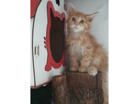 Mainecoon oranj erkek torti özellikli