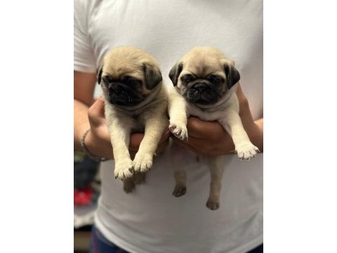 Cep herkülü pug mopslar heryere gönderilir