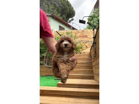 Kucuk seker poodle mınıkler