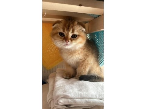 Bebek scottish yavrular