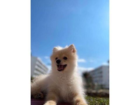 4 aylık pomeranian yavru