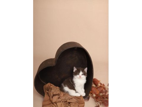 British shorthair cinnemon bi color