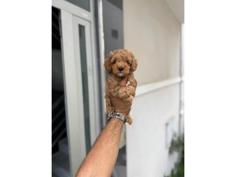 Maltipoo yavrularımız