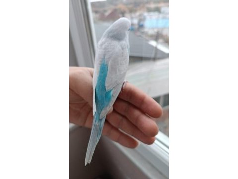 Yeni yeme düşmüş muhabbet kuşu yavrular