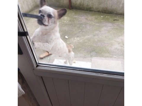 Oyuncu ve hareketli french bulldog