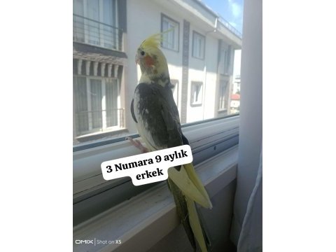 Sultan papağanı ev üretimi kuşlar