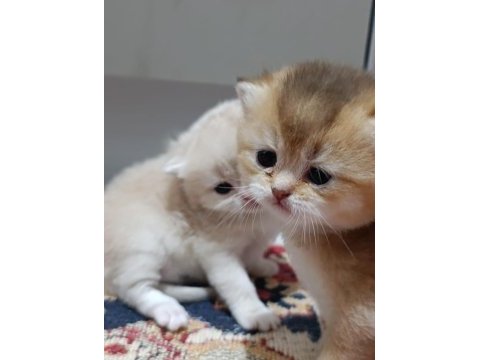 Koca ayı surat boncuk gözler british shorthair yavrular