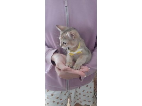 Golden british shorthair kedisi