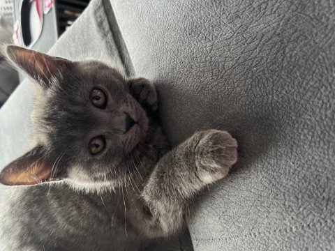 Kedi british shorthair